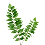 Curry Leaf / Kadi Patta